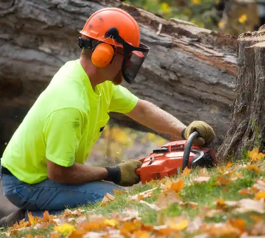 tree services McGraw